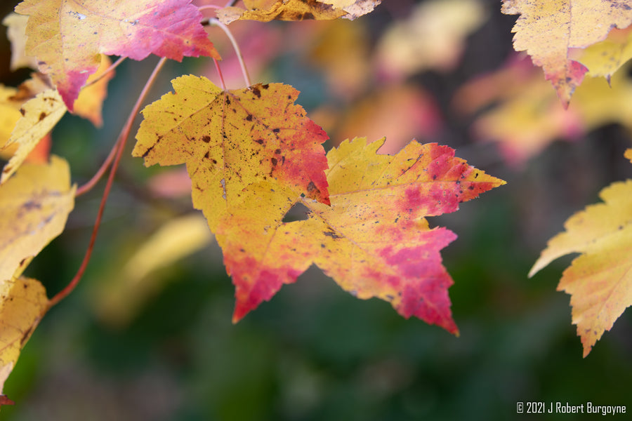 Fall Photography in New England